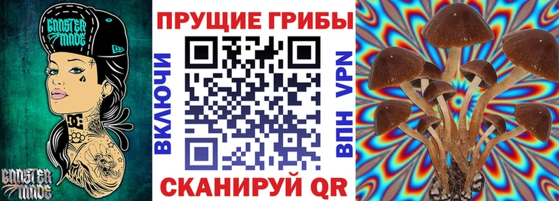 цена   Холм  Галлюциногенные грибы Cubensis 